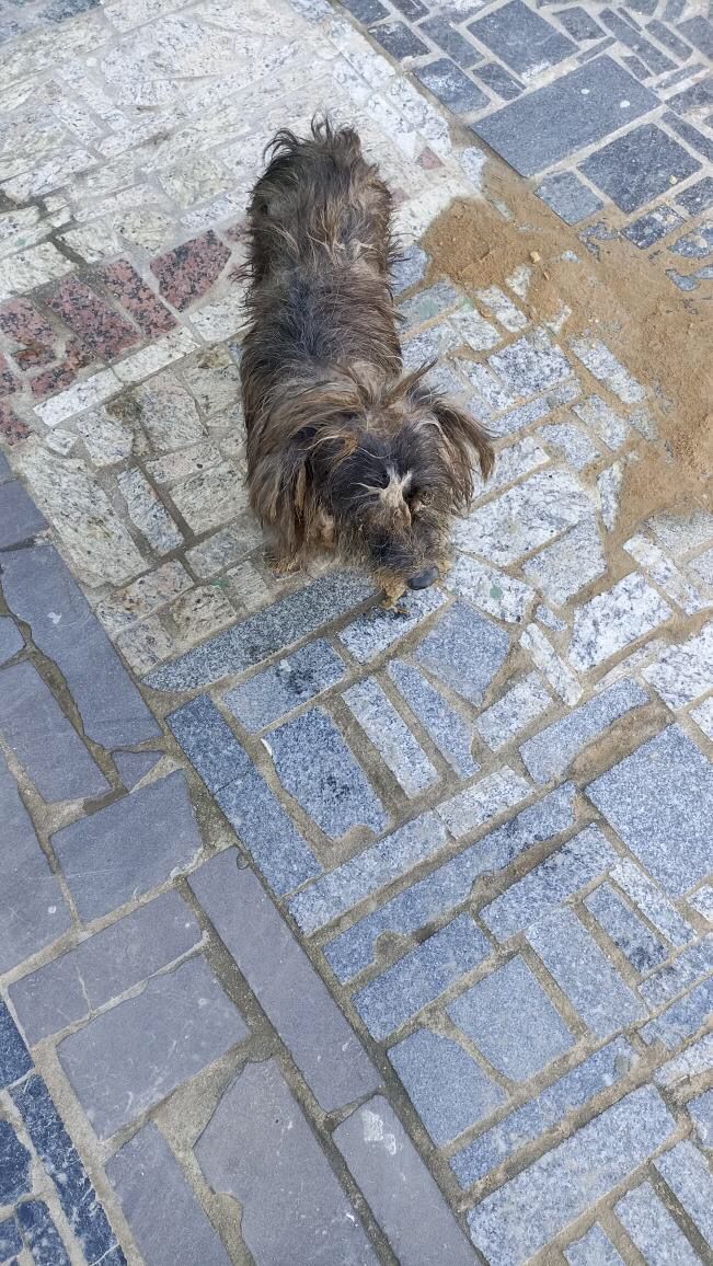 cachorro perdido