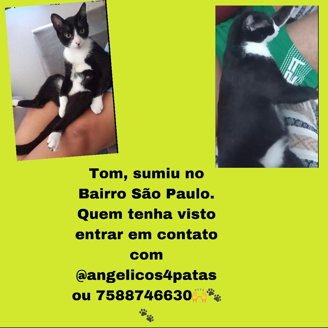 Gato