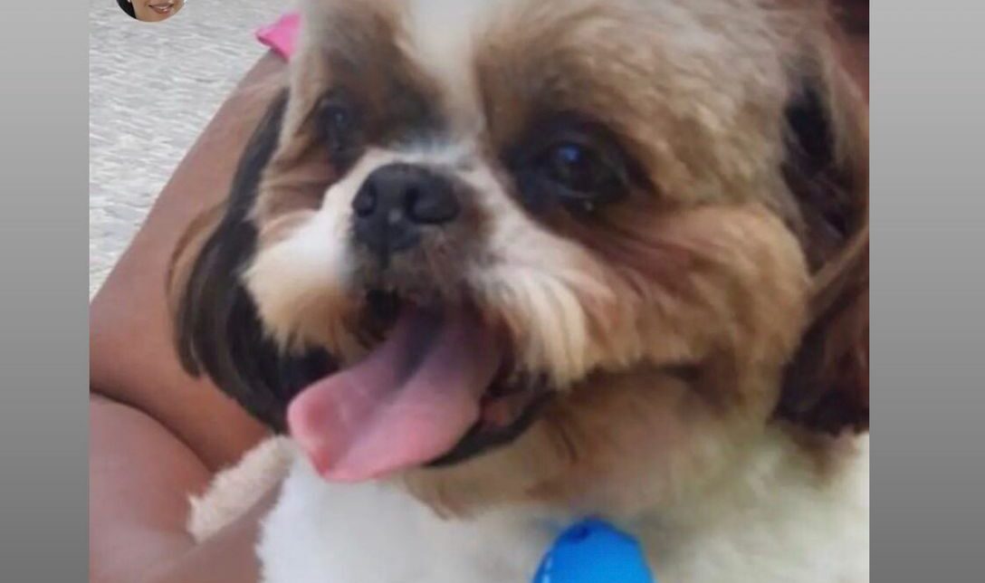 SAJ: moradora procura dono de cachorro encontrado na rua Bela Vista