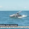 Baleias Jubarte são vistas em praia de Armação, em Salvador