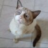 SAJ: tutores procuram por gato que sumiu no bairro do Andaiá