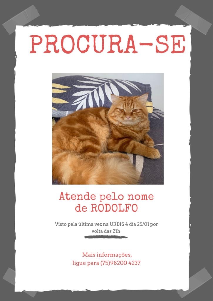 gato