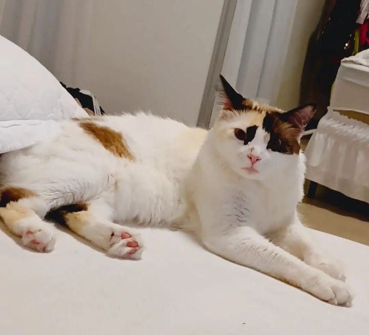 gata