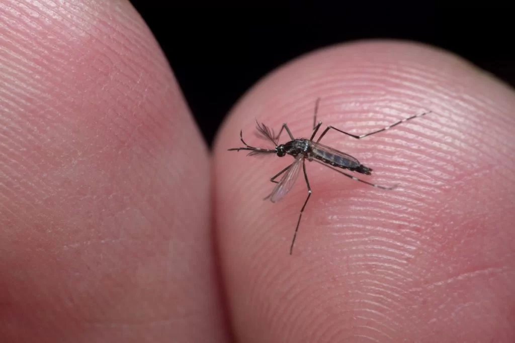 dengue