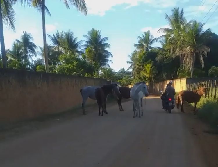 cavalos
