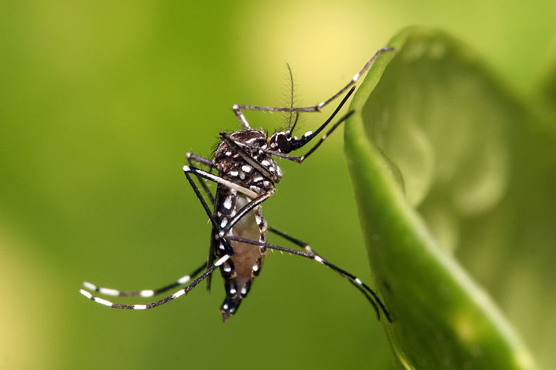 Epidemia de dengue