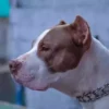 Pitbull abandonado por mais de uma semana é salvo