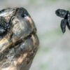 Tartaruga-das-Galápagos de 135 anos se torna pai pela 1ª vez e pode entrar para o Guinness