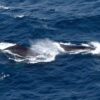 Temporada de baleias jubarte começa na Bahia; saiba onde avistar os animais