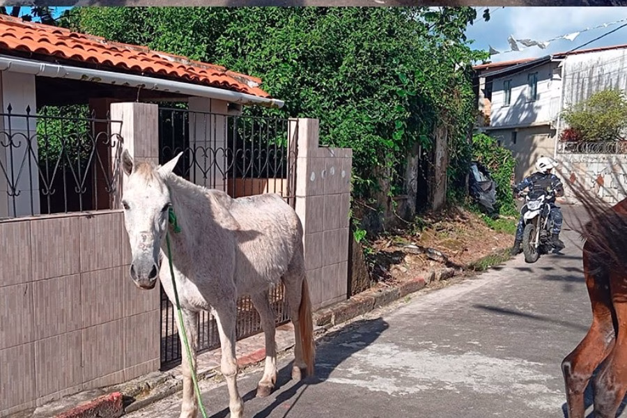 Imagens para Blog do Valente 1024x768 (1)