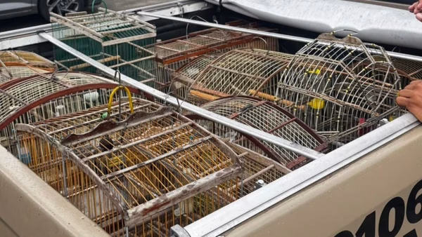 aves-resgatadas-em-dias-davila-3153091-article