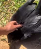 Urubu resgatado cria vínculo com adestrador e retorna mesmo após ganhar liberdade