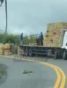 Caminhão carregado de frangos tomba entre Varzedo e São Miguel das Matas nesta quarta-feira