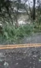 Galho de árvore cai sobre carro na BR-101, em Nazaré, e ninguém fica ferido