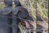 Homem confessa ter golpeado cachorro com pá na cabeça e dois suspeitos são presos em flagrante em Varzedo