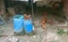 Alimentos estragados, água suja e infestação de pulgas: veja forma como viviam cães em situação de abandono em Feira de Santana