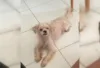 Tutora busca por cachorro sumido desde sexta-feira em Santo Antônio de Jesus
