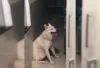 Morador de Santo Antônio de Jesus procura tutor de cachorro encontrado no bairro Maria Preta