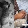 Cachorro morre após se assustar com fogos durante comemoração da vitória do Brasil