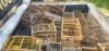 Mais de 140 aves silvestres são resgatadas de cativeiro ilegal no Recôncavo