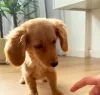Cachorro espera pacientemente pelo tutor antes de comer e conquista a internet