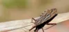 Anvisa publica registro de medicamento utilizado para tratamento de doença de Chagas