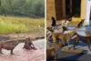 "Iremos atuar para tentar retirar esses animais das ruas ou castrar", diz promotor sobre ataques de cães em Santo Antônio de Jesus