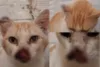 Campanha busca arrecadar recursos para tratamento de gata com suspeita de câncer