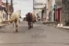 Cavalos são flagrados soltos no Cajueiro e motorista relata risco de acidentes em Santo Antônio de Jesus
