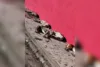 Grupo de cães na Rua Ceará preocupa moradores após menino ser mordido em SAJ