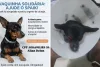 Tutor faz vaquinha para custear cirurgia e medicação de cachorro atropelado em Santo Antônio de Jesus 