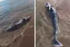 Baleia é encontrada morta em praia de Vera Cruz às vésperas da temporada de avistamento no litoral baiano