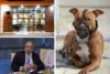 Projeto que estabelece regras para condução de cães considerados perigosos segue parado há nove meses na Câmara de SAJ