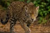 Vídeo registra ataque de onça-pintada e fuga impressionante de capivara no Pantanal